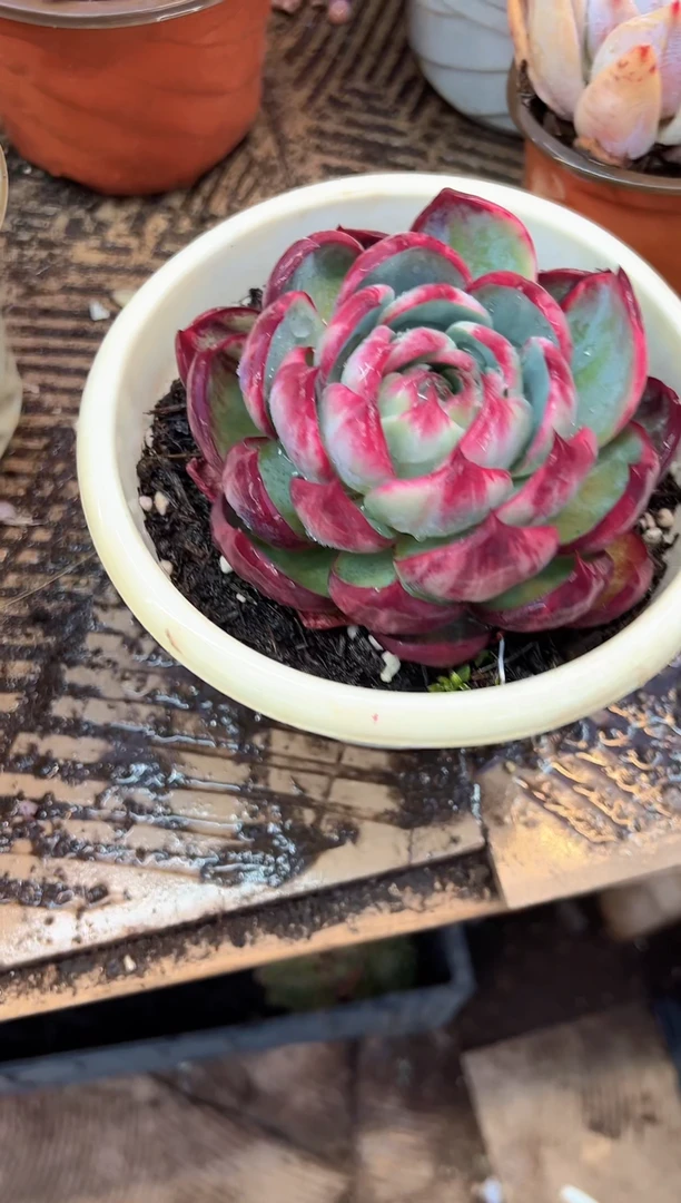 花***宿多肉植物一物一拍24478