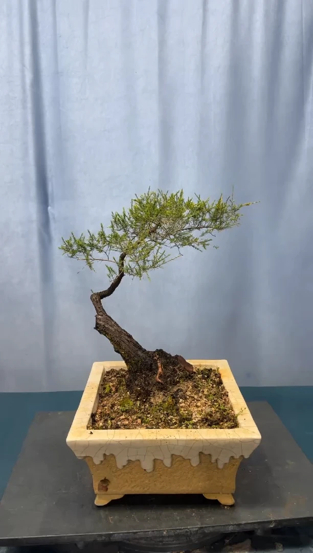 【闪购商品】盆景岗松