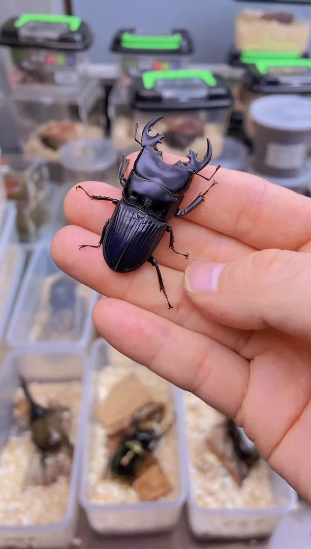 星肥角锹甲成虫公一只