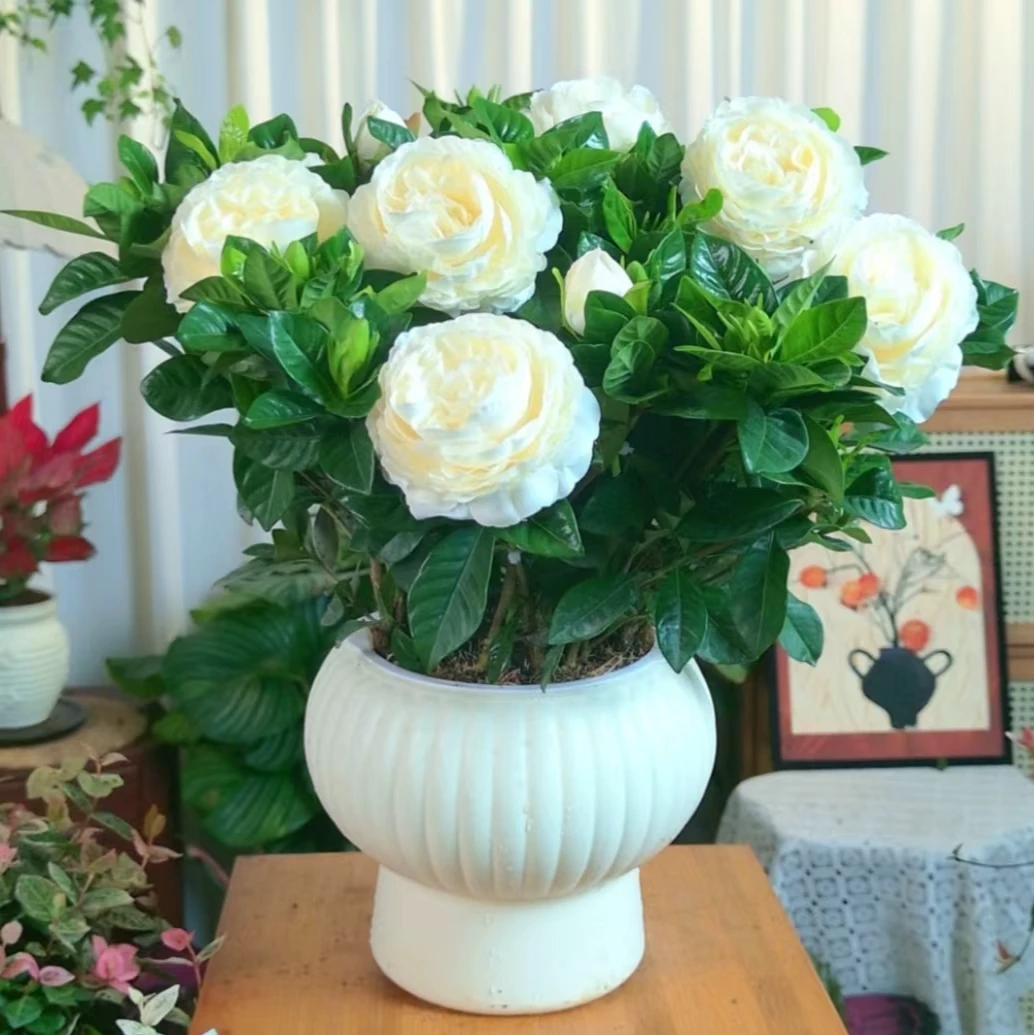 栀子花盆栽带花苞四季开花浓香型阳台室内驱蚊绿植花卉