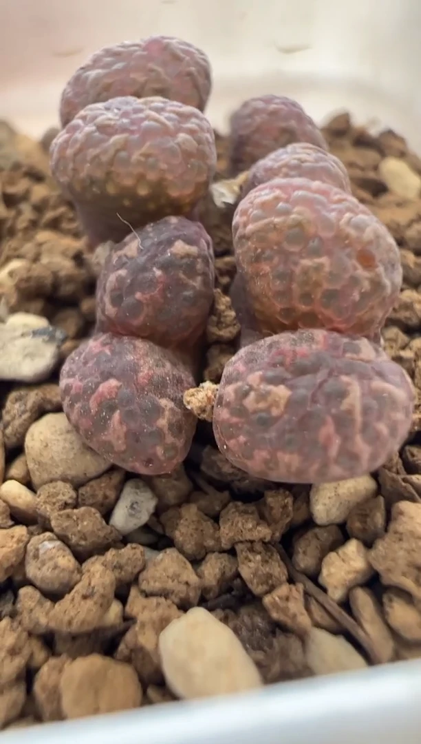 352.。。。。。。。。。。。。。