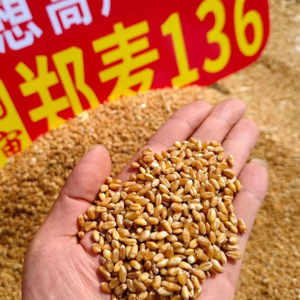 国审小麦 郑麦136正品矮杆抗锈抗倒抗白粉高产