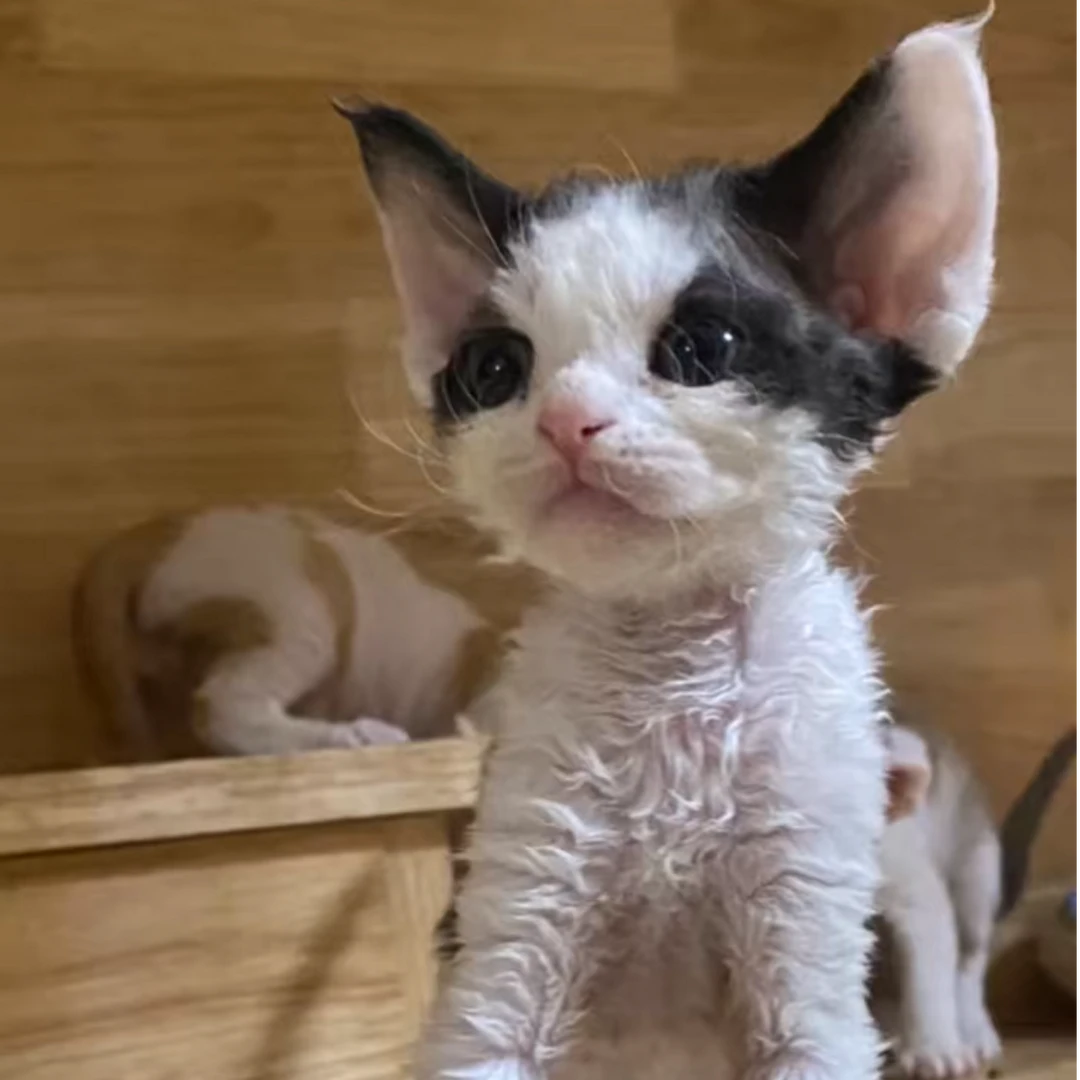 【德文卷儿的房东】活体猫猫