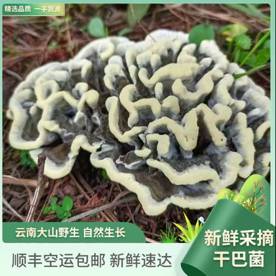 云南新鲜野生干巴菌美味冷链空运天然山珍