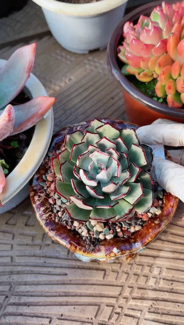 【闪购商品】22184