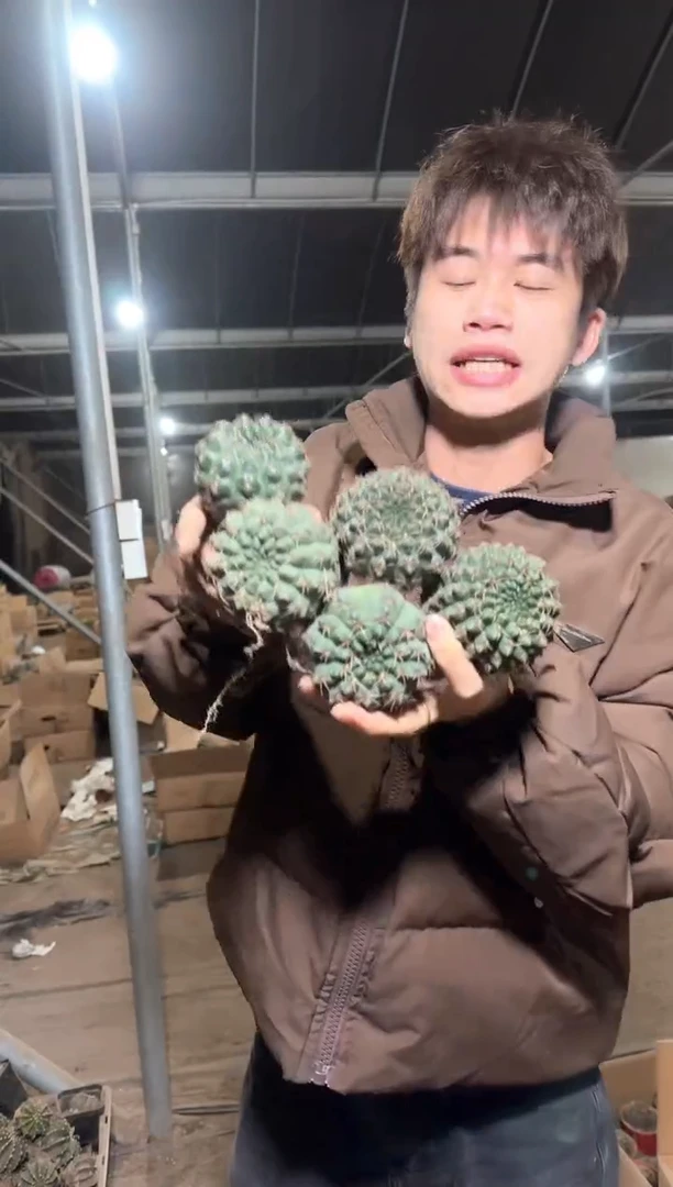 5颗 实生根 绯花玉 4-6cm