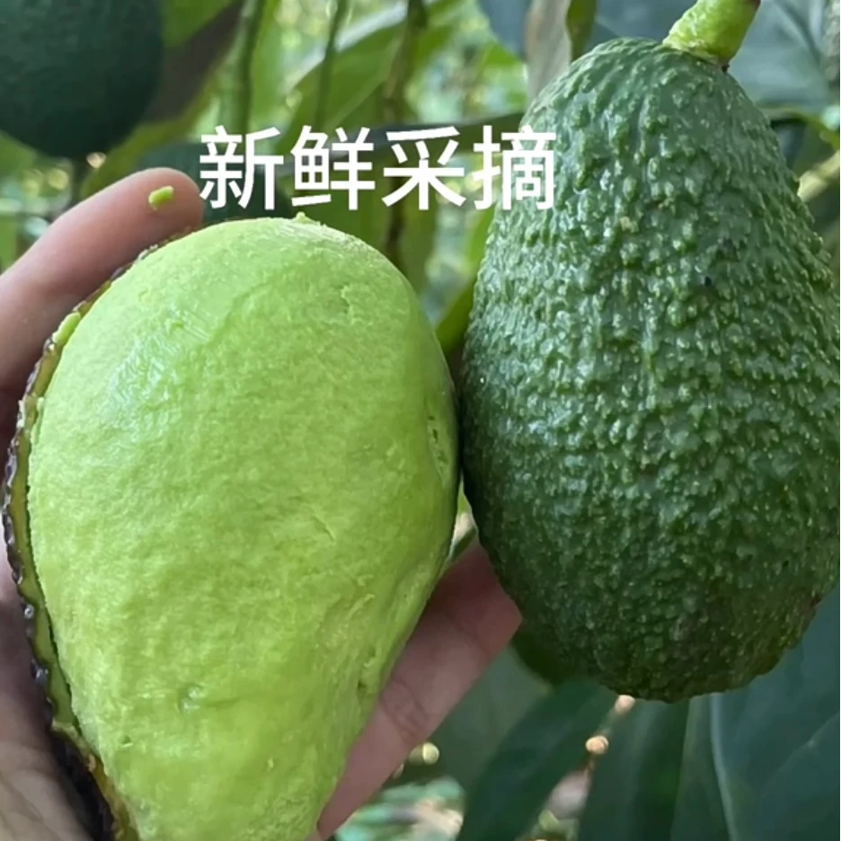 【国产牛油果GZY】新鲜哈斯牛油果低糖高营养当季水果宝宝辅食