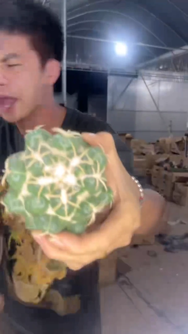 象牙 巨象【带根】