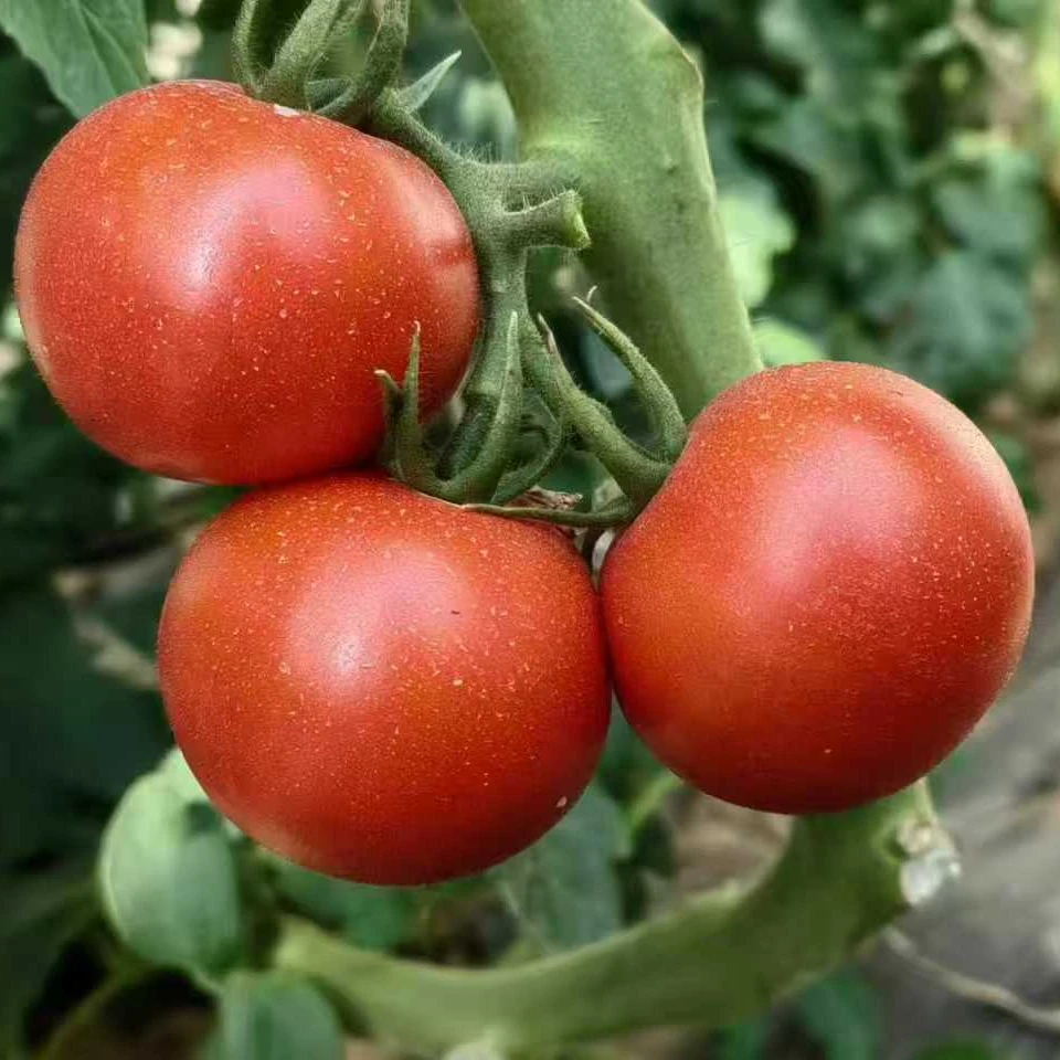 大兴安岭深处的雪地番茄/原味番茄/口感番茄/有原味西红柿