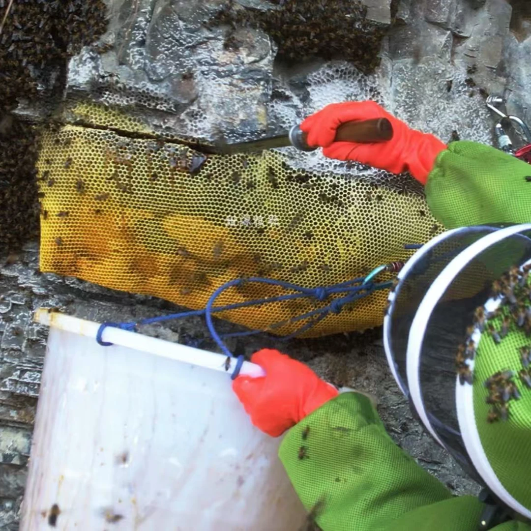 【古滇菁】云南深山悬崖蜜黑蜂蜜