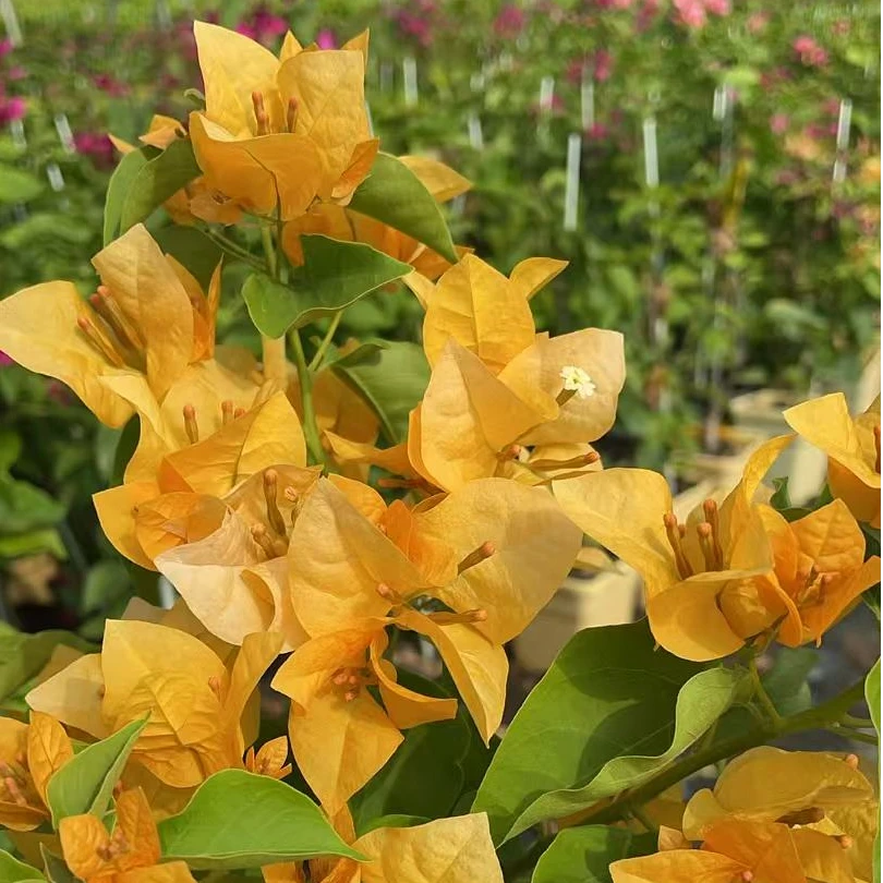 【浅黄】三角梅绿植盆栽【爱养花的月月】