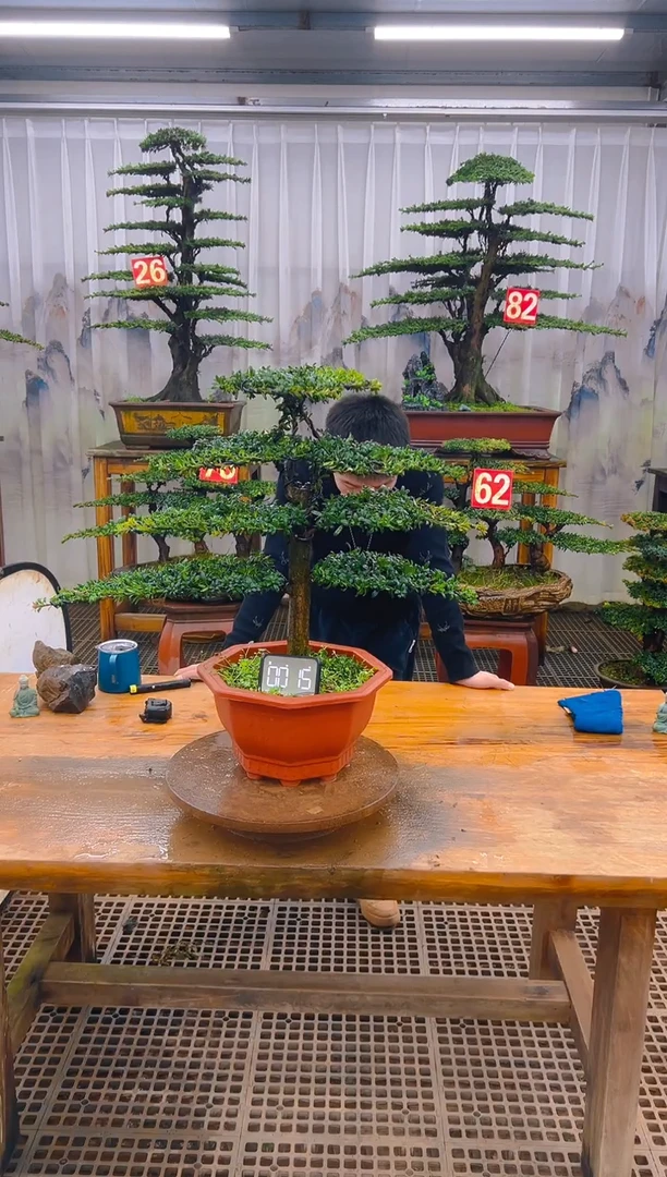 无花朵精品盆景直播间一物一拍