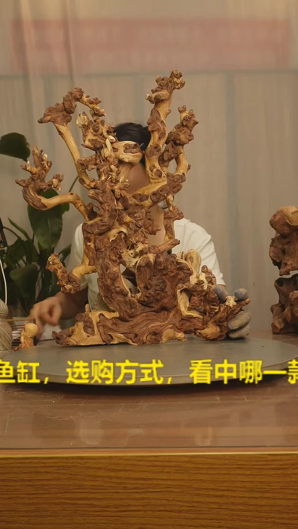 木谈**羡云南红河金丝红586