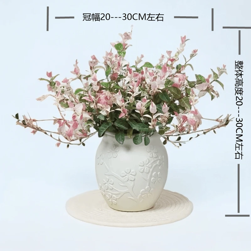 花叶络石】盆栽室内四季五彩花卉耐热耐寒好养绿植