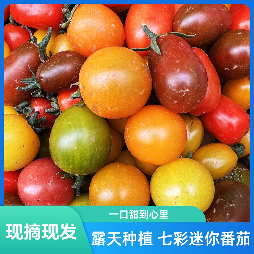 七彩小番茄 500g/1000g装迷彩小番茄云南省