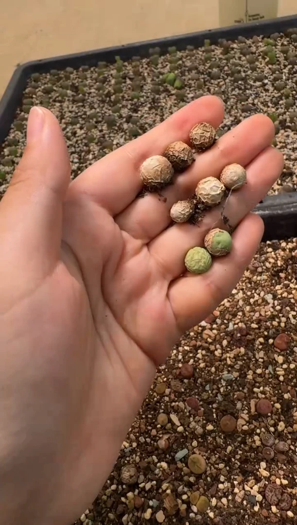 8-151多肉植物肉锥