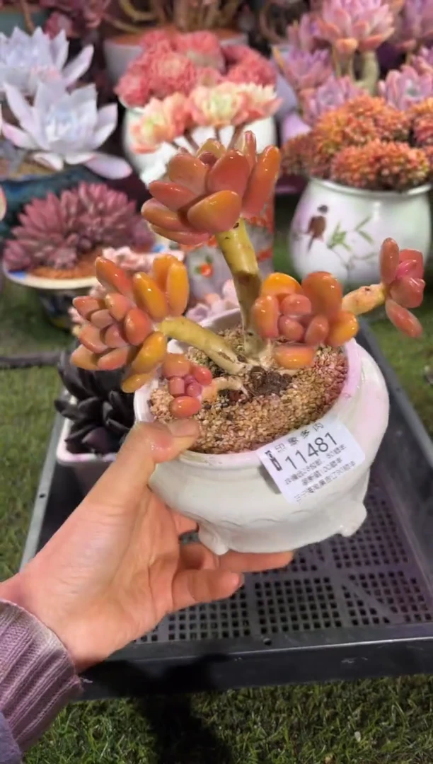 【闪购商品】11481