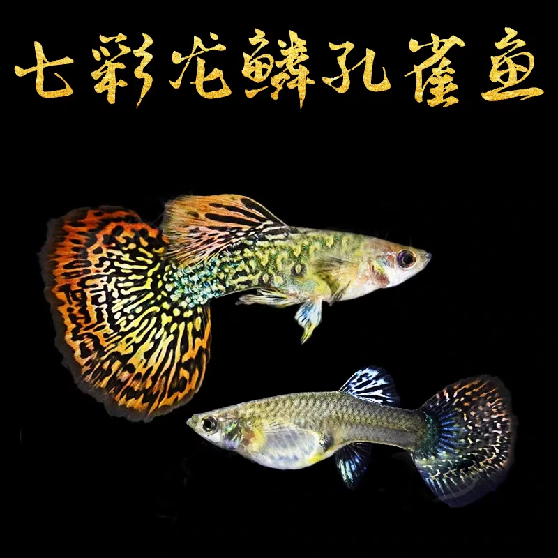 【七彩龙鳞】4条+2条备损纯种观背孔雀鱼热带观赏鱼小型淡水养