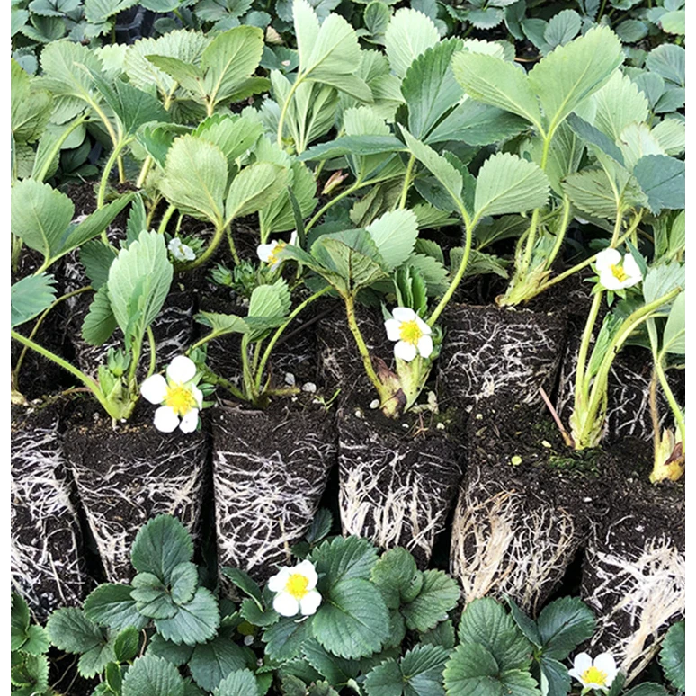 【5颗包邮】四季草莓奶油红颜草莓苗阳台苗秧种植带花基质穴盘苗