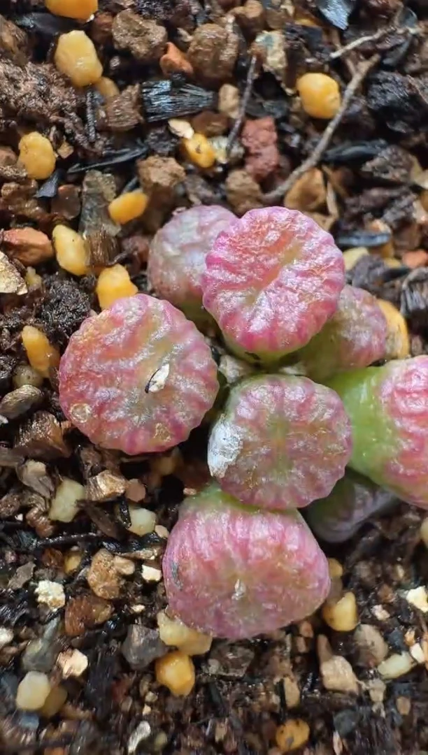 晶*多肉植物肉锥16-192