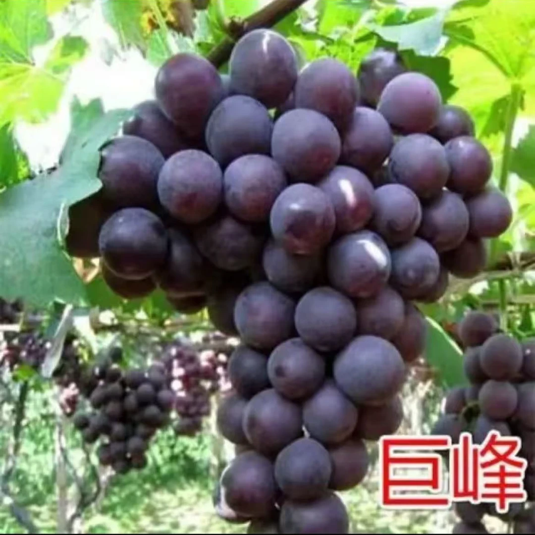 一物一排带土南北方均可种植直播间选择好下单修剪叶子发货