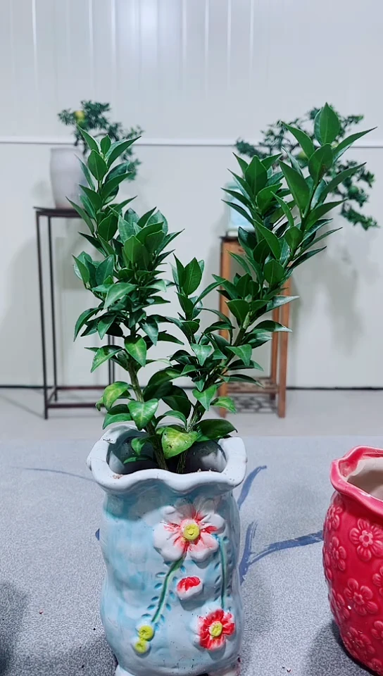 完全开放66666666666