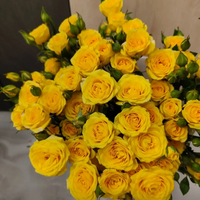 【梦幻芭比】云南基地直发家养鲜花