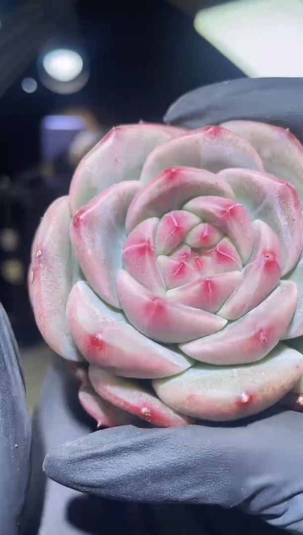 闪购2313  朋克翡母本多肉一颗  5.5-6厘米