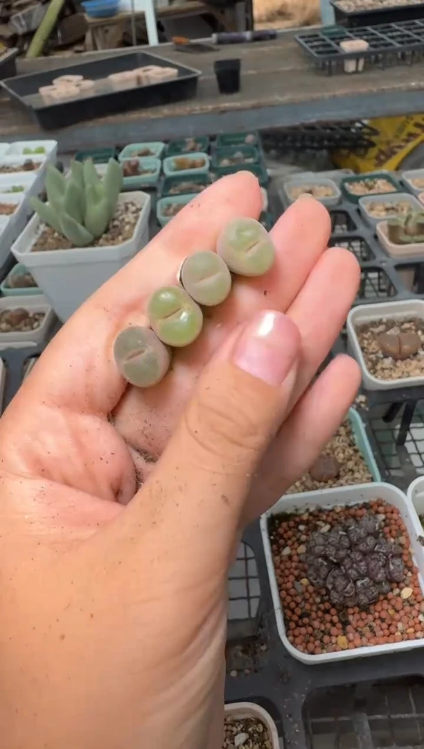 11-186多肉植物肉锥