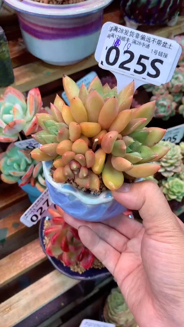 025S 象牙缀化（一物一拍实付满28发货，默认不带盆土）