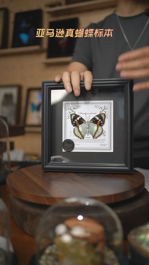 白斑迷蛱蝶反面7寸欧式方框