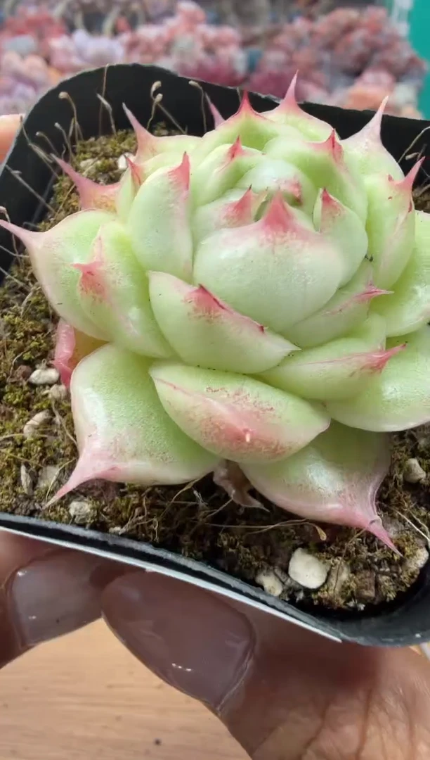 东云多肉园二店-22