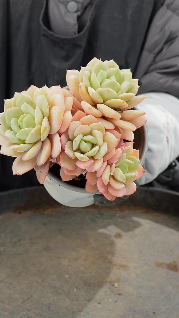 恋曲4头               肉