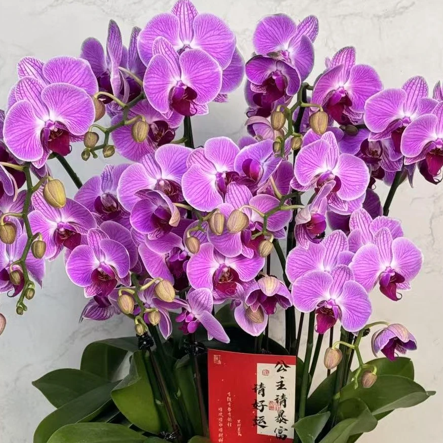 多彩优选(安妮)欧品花量多蝴蝶兰鲜花室内送礼高端花卉