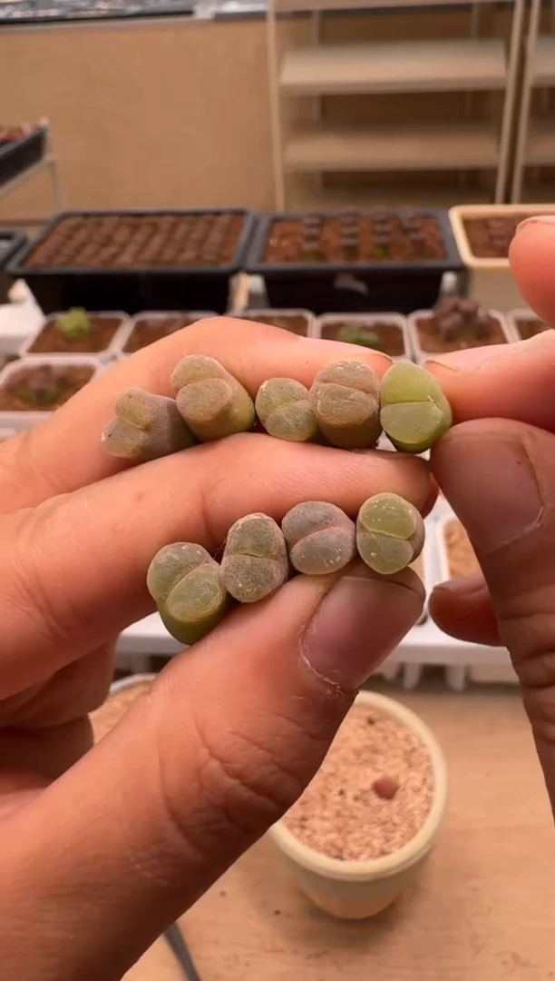 美丽的肉石头（25-31）962一个