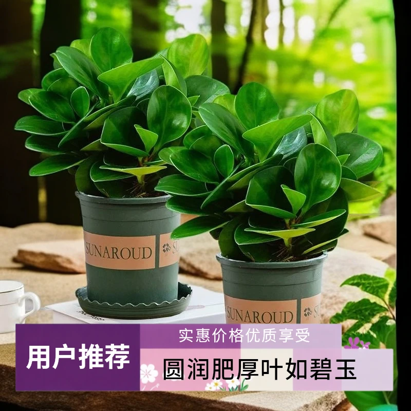 豆瓣多肉盆栽净化空气室内客厅桌面绿植碧玉水培茶室盆景