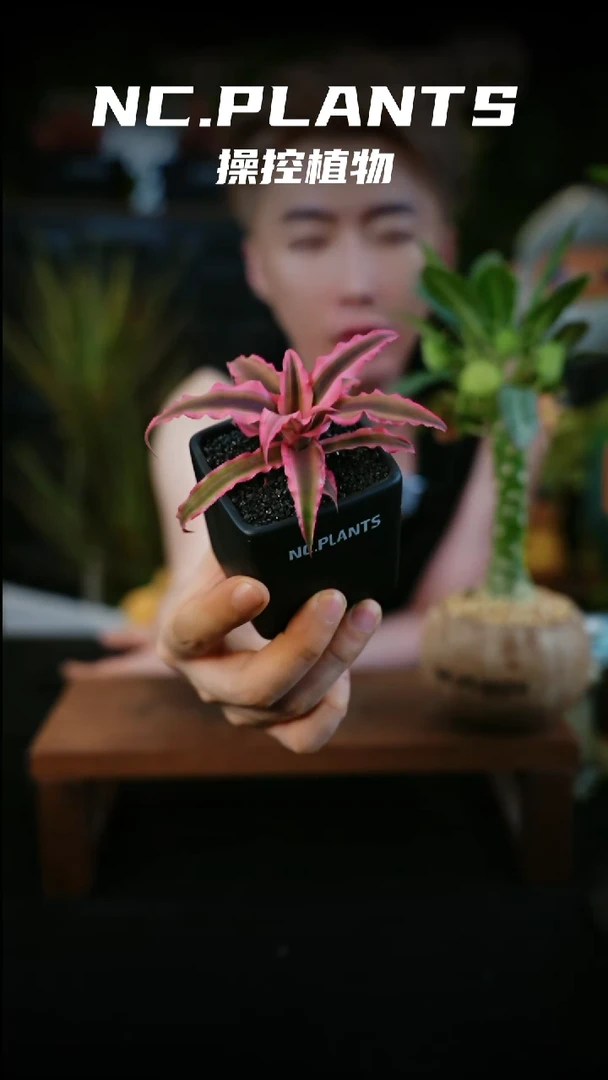 无花朵小凤梨（新品福利