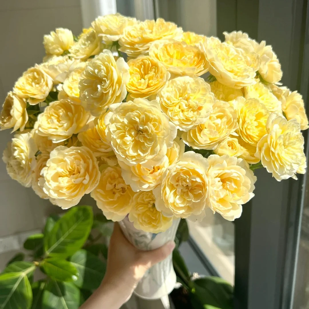 【探花甄选】蜜柚汁阳台 单头玫瑰 云南基地直发两单顺丰