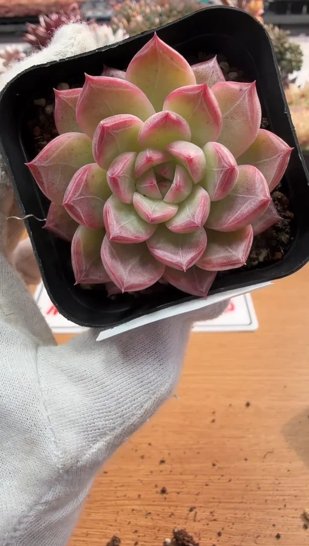 东云多肉园二店-77