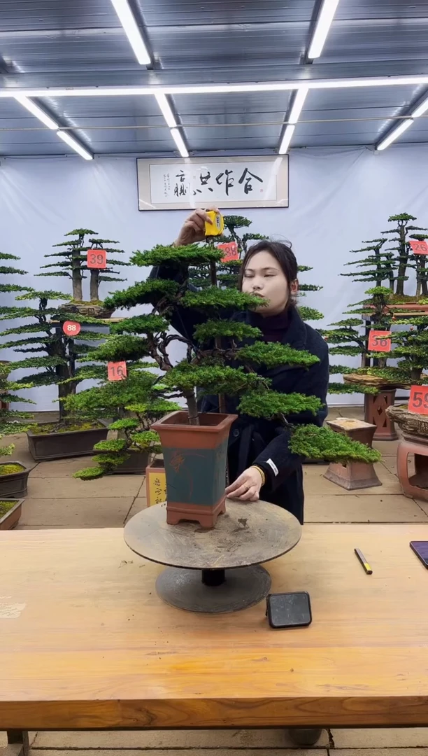 【闪购商品】高端盆景一物一拍，所见即所得