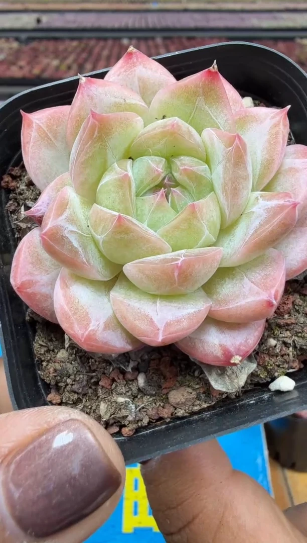 东云多肉园二店-339