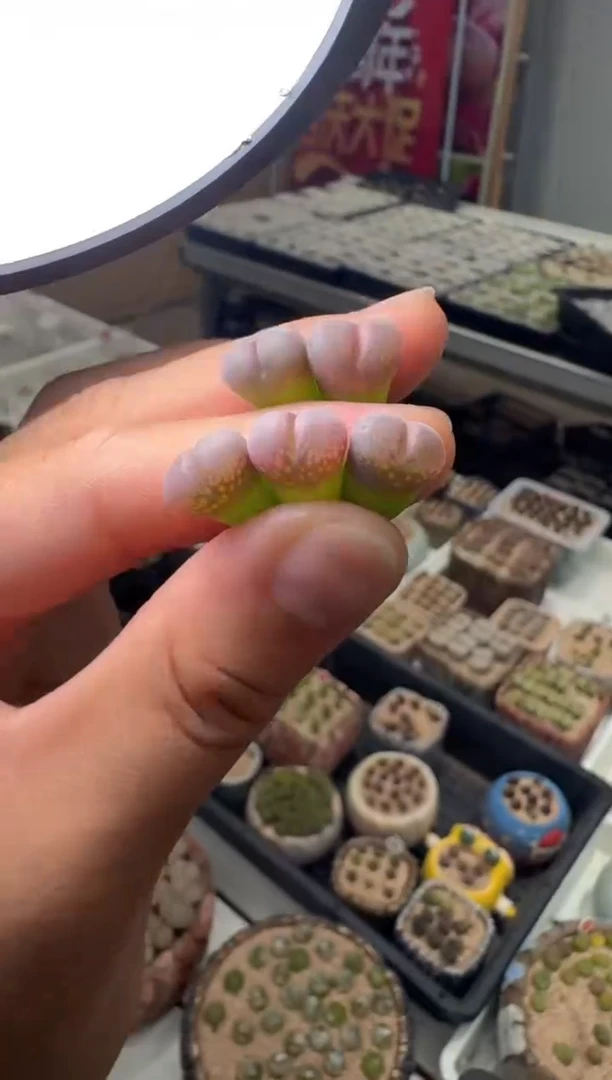 25多肉植物肉锥捷克c10一颗