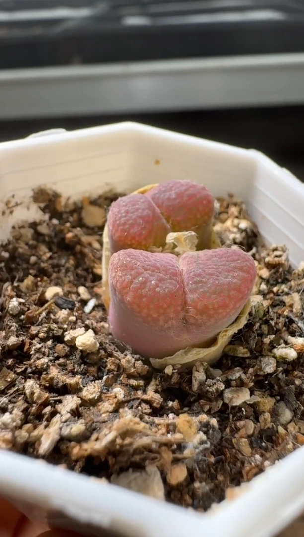 美丽的肉石头（25-31）-446紫霞