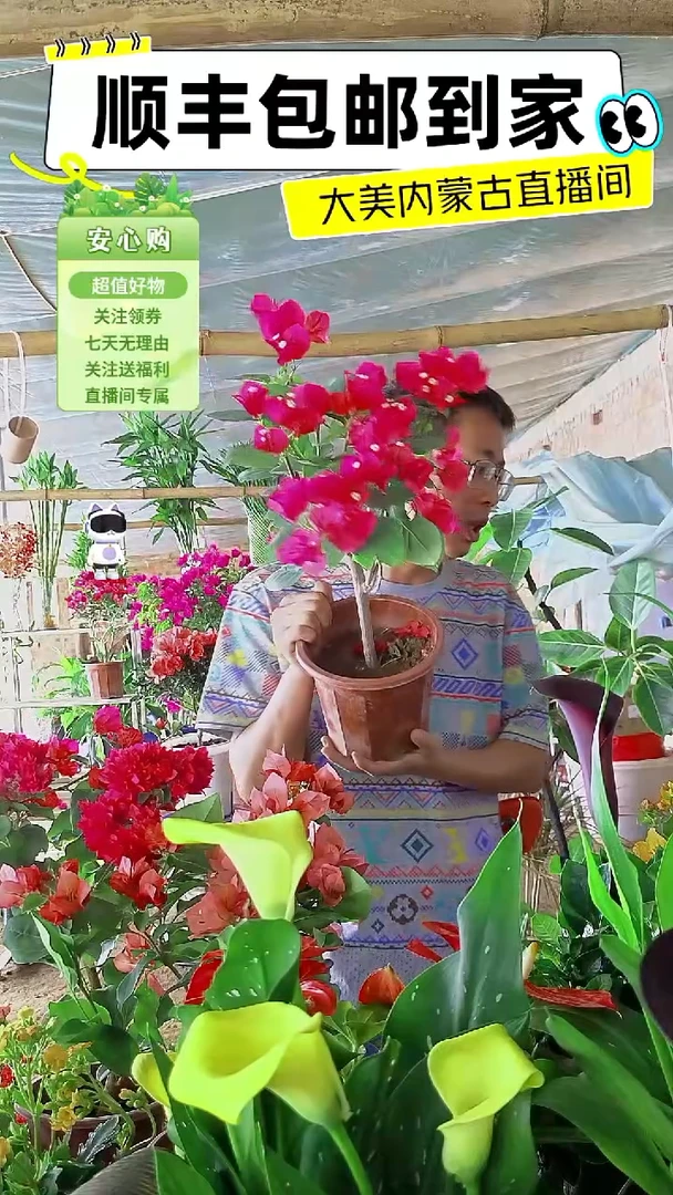 完全开放同安红三角梅