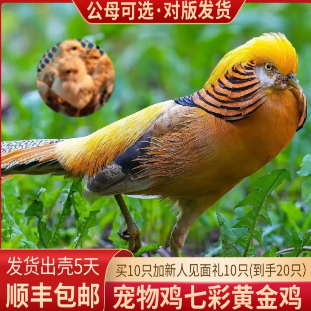 宠物七彩黄金鸡宠物鸡【5天】顺丰包邮
