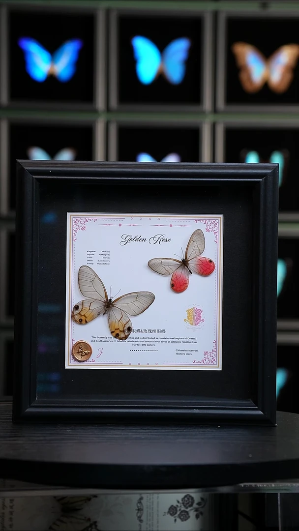 玫瑰绡眼蝶+黄晶眼蝶8寸星座款