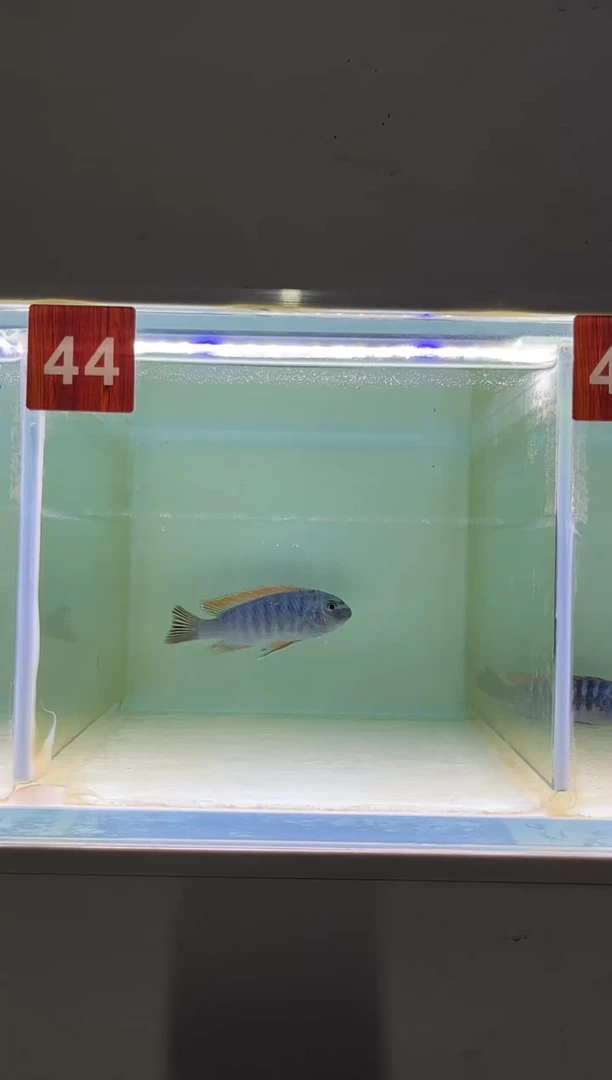 慈鲷鱼野生三湖慈鲷