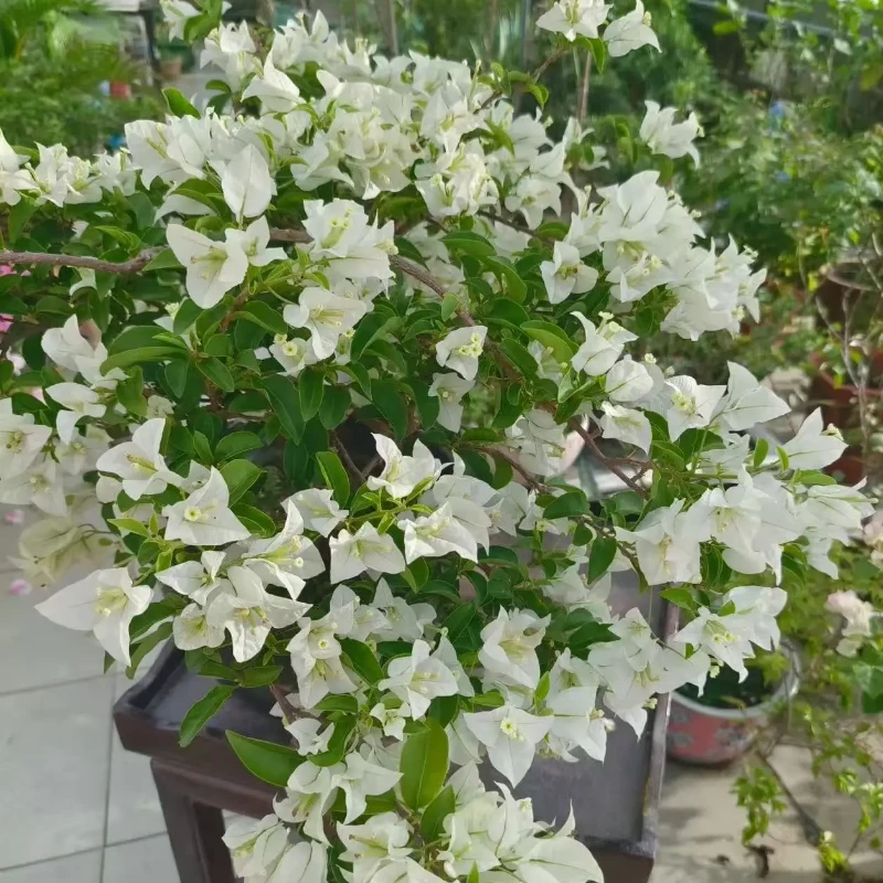 【白雪公主】一物一拍 三角梅运输途中可能会有掉花掉叶 介意慎拍