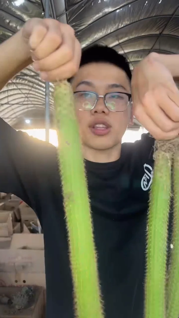 3颗 彩舞柱 金妞【带根】20-40cm