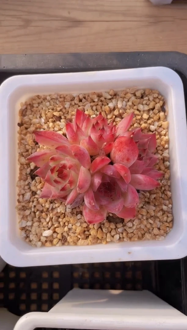 【闪购商品】132惊鸿仙子退化多肉